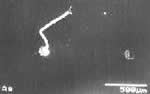 Photo: Silver plating 3&micro;m, exposed to air